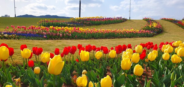 순천만국가정원이 형형색색의 튤립으로 가득 찼습니다.