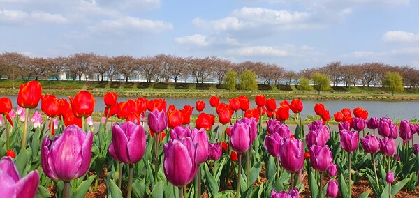 순천만국가정원이 형형색색의 튤립으로 가득 찼습니다.