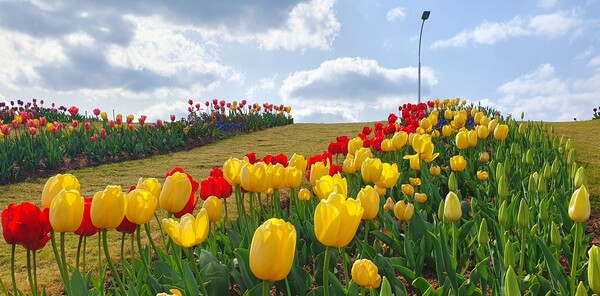 순천만국가정원이 형형색색의 튤립으로 가득 찼습니다.