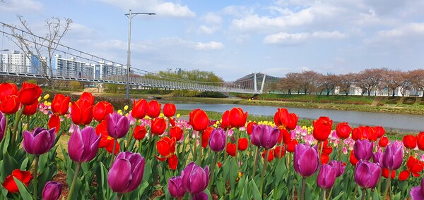 순천만국가정원이 형형색색의 튤립으로 가득 찼습니다.