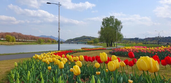 순천만국가정원이 형형색색의 튤립으로 가득 찼습니다.