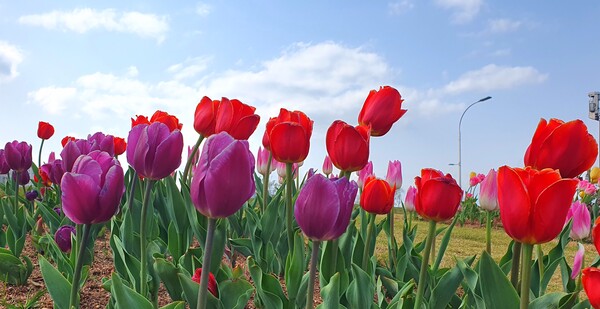 순천만국가정원이 형형색색의 튤립으로 가득 찼습니다.