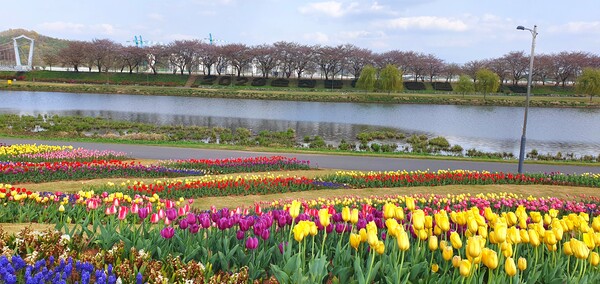 순천만국가정원이 형형색색의 튤립으로 가득 찼습니다.