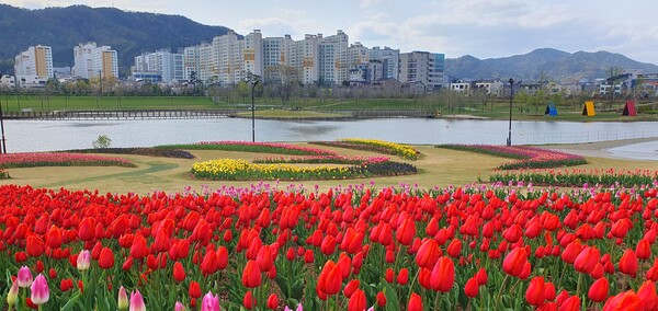 순천만국가정원이 형형색색의 튤립으로 가득 찼습니다.