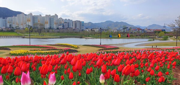 순천만국가정원이 형형색색의 튤립으로 가득 찼습니다.