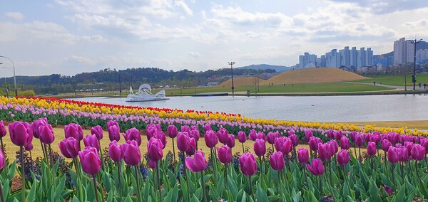 순천만국가정원이 형형색색의 튤립으로 가득 찼습니다.