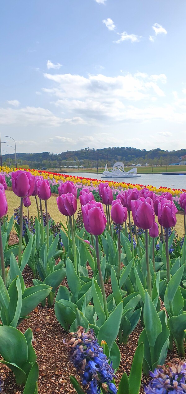 순천만국가정원이 형형색색의 튤립으로 가득 찼습니다.