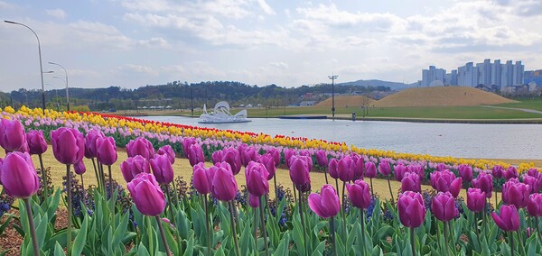 순천만국가정원이 형형색색의 튤립으로 가득 찼습니다.