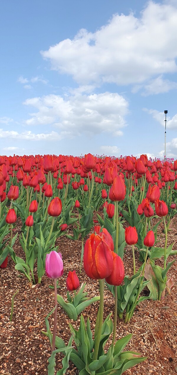 순천만국가정원이 형형색색의 튤립으로 가득 찼습니다.