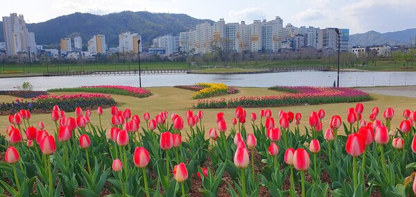 순천만국가정원이 형형색색의 튤립으로 가득 찼습니다.