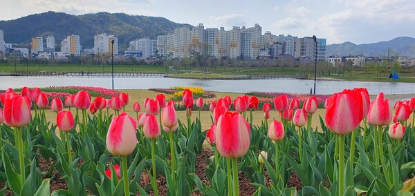 순천만국가정원이 형형색색의 튤립으로 가득 찼습니다.