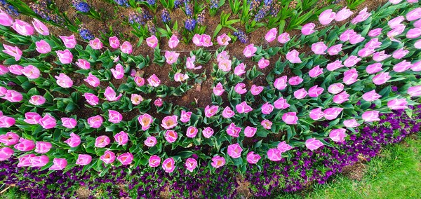 순천만국가정원이 형형색색의 튤립으로 가득 찼습니다.