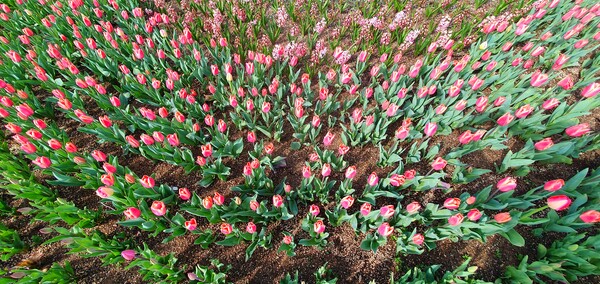 순천만국가정원이 형형색색의 튤립으로 가득 찼습니다.