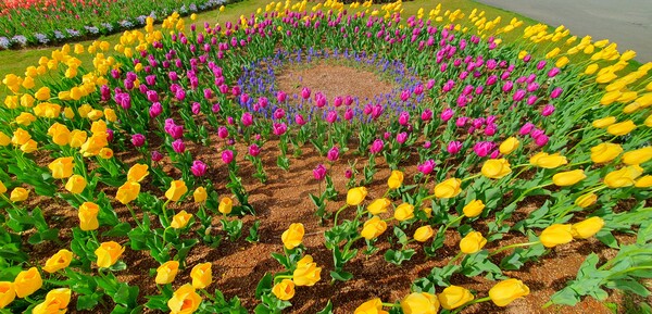 순천만국가정원이 형형색색의 튤립으로 가득 찼습니다.