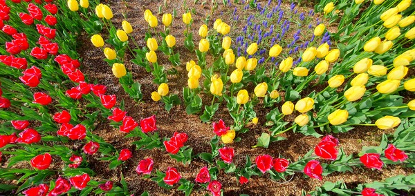 순천만국가정원이 형형색색의 튤립으로 가득 찼습니다.
