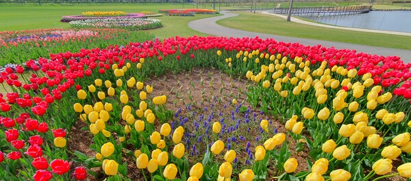 순천만국가정원이 형형색색의 튤립으로 가득 찼습니다.