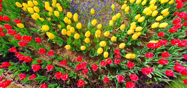 순천만국가정원이 형형색색의 튤립으로 가득 찼습니다.