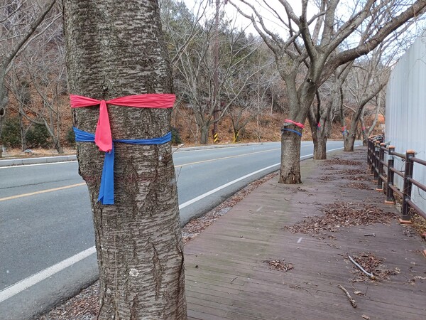 설계변경도 없이 강진 까치터널 공사의 편의성을 강조하면서 벌목을 하기위해 표시한 벚나무. [사진=제보자]