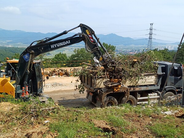 설계변경도 없이 지난해 6월, 공사현장 인근에서 벌목한 벚나무를 처리하고 있는 모습. [사진=제보자]