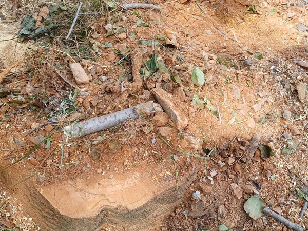 벚나무가 사라진 모습. [사진=제보자]