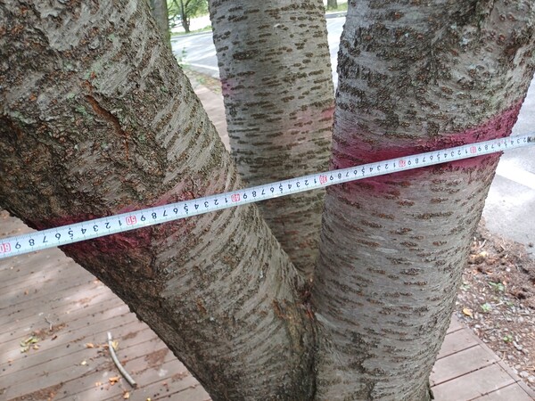 설계변경 없이 강진 까치재터널 공사에 장애물이라는 이유로 벌목을 하기위해 표시한 벚나무. [사진=제보자]