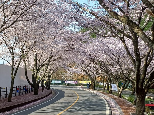 금곡사 벚꽃길 축제 행사장 일부 전경 [사진=제보자]