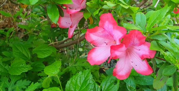 순천만정원의  초여름 풍경