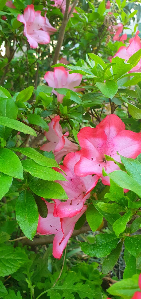 순천만정원의  초여름 풍경