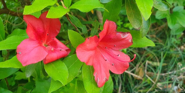 순천만정원의  초여름 풍경
