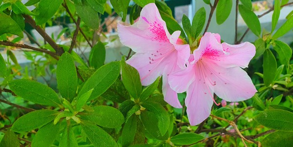 순천만정원의  초여름 풍경