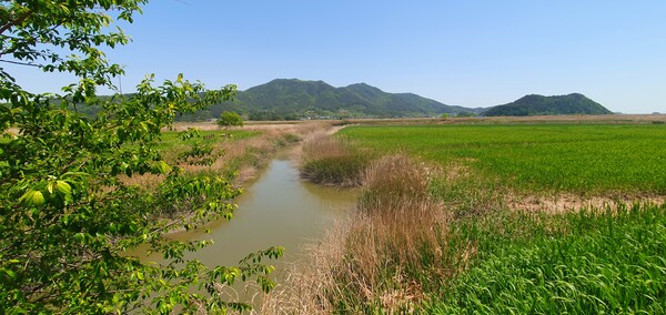 순천만정원의  초여름 풍경