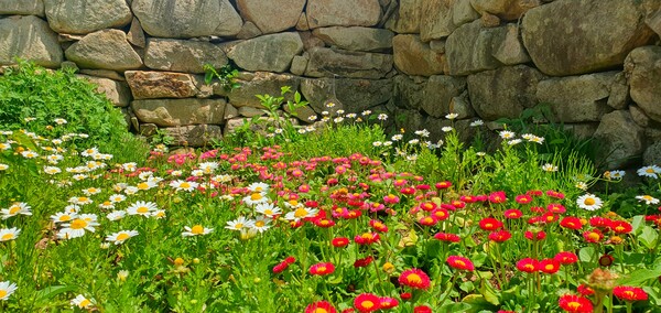 순천만정원의  초여름 풍경