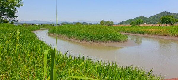 순천만정원의  초여름 풍경