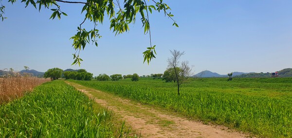 순천만정원의  초여름 풍경