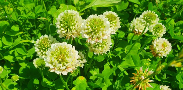 순천만정원의  초여름 풍경