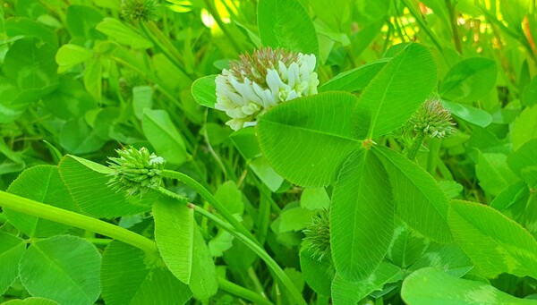 순천만정원의  초여름 풍경