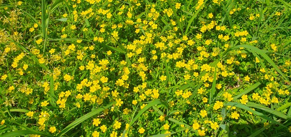 순천만정원의  초여름 풍경