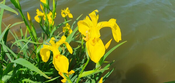 순천만정원의  초여름 풍경