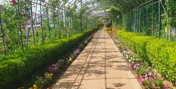 순천만정원의  초여름 풍경