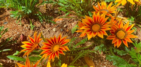 순천만정원의  초여름 풍경