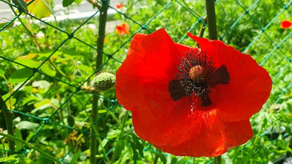 순천만정원의  초여름 풍경