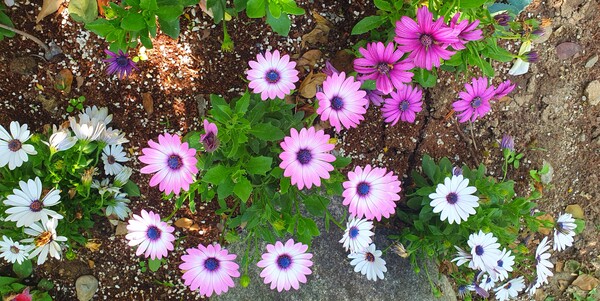 순천만정원의  초여름 풍경