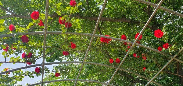 순천만정원의  초여름 풍경