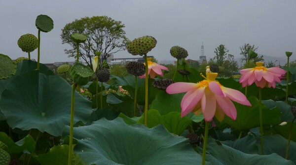 순천만국가정원의 여름풍경