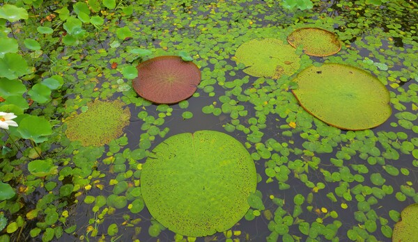 순천만국가정원의 여름풍경
