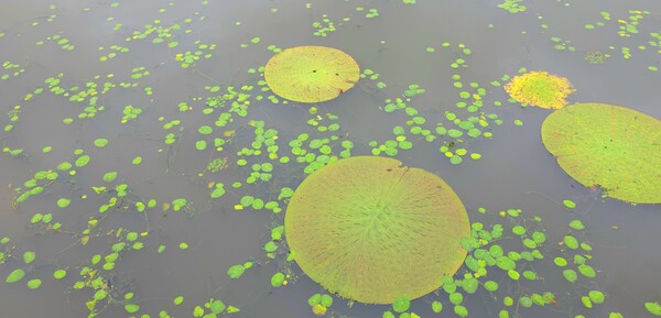 순천만국가정원의 여름풍경