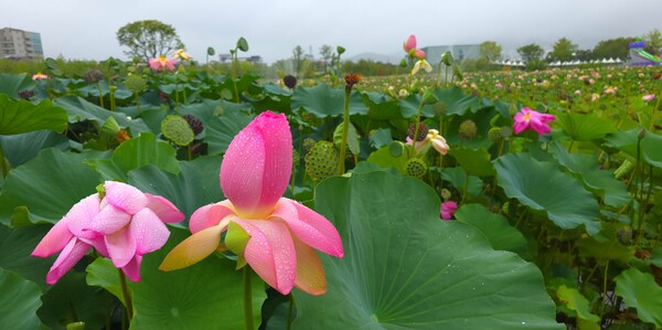 순천만국가정원의 여름풍경