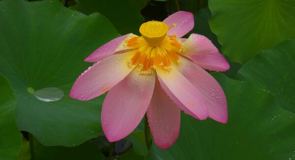 순천만국가정원의 여름풍경