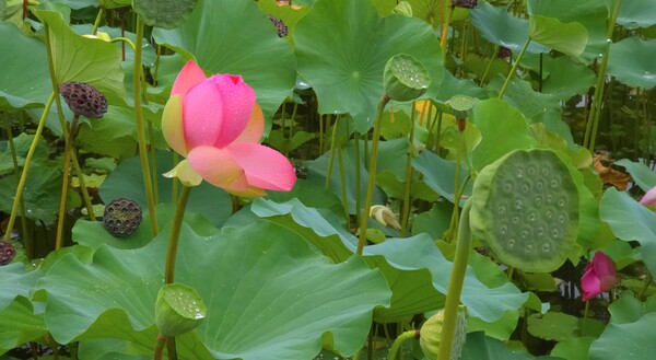 순천만국가정원의 여름풍경