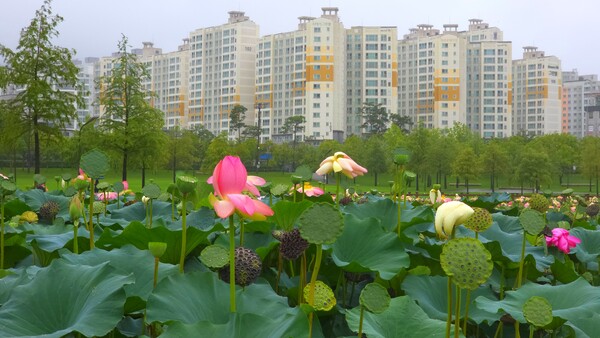 순천만국가정원의 여름풍경
